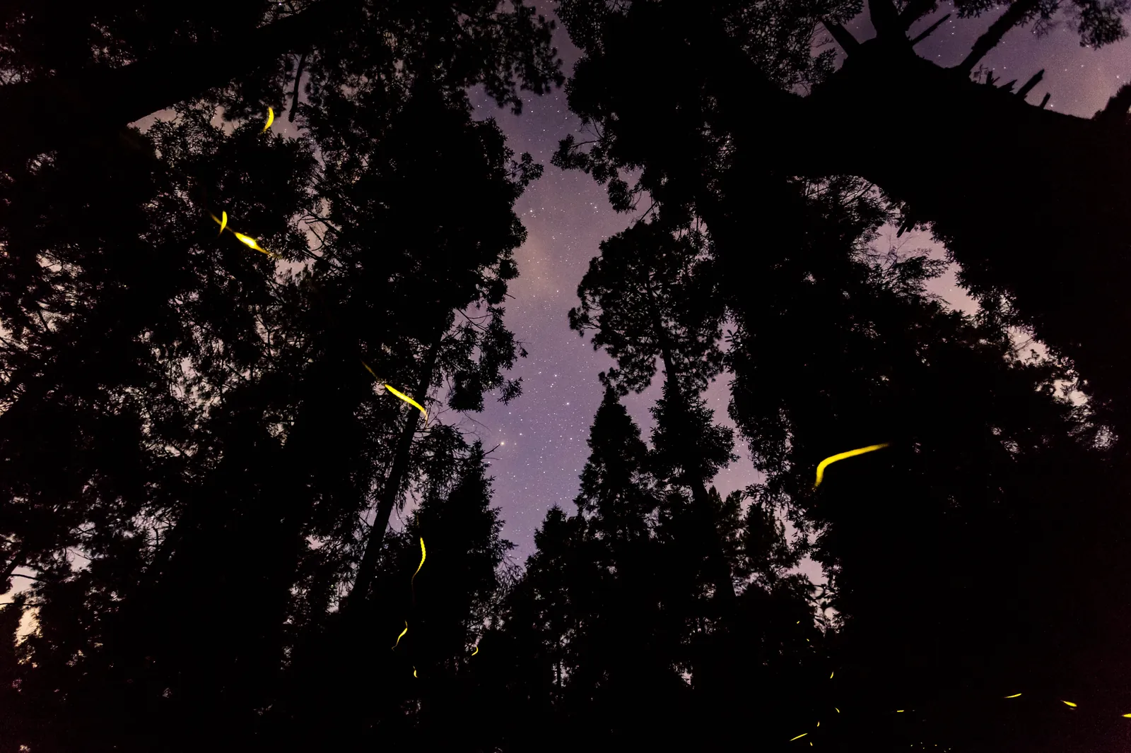 Cielo estrellado